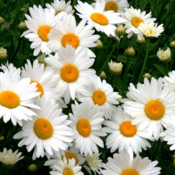 Meet your Posher, Sera - Picture 1 of 1